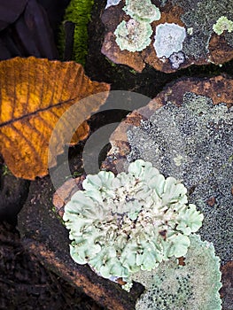 Foliose lichen and brown leaf on the floor