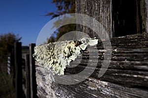 Foliose Lichen on farm fencing photo