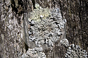 Foliose Lichen on farm fencing photo