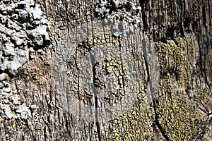 Foliose Lichen on farm fencing