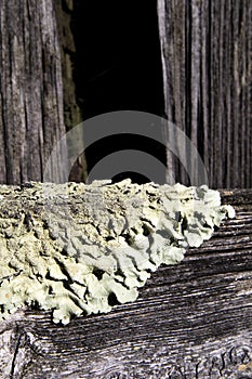 Foliose Lichen on farm fencing photo