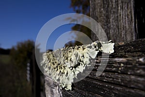 Foliose Lichen on farm fencing photo