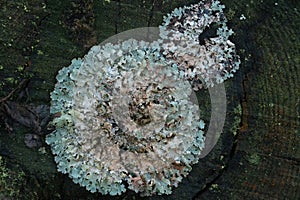 Foliose lichen growing on rotting tree trunk