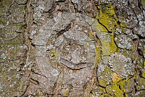 Foliose lichen Parmelia on the old tree