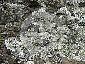 Foliose lichen squamulose