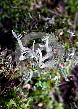 Foliose Lichen texture on the tree. Highly detailed fungus and moss in the outdoors forest.