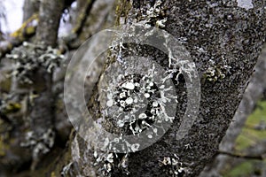 Foliose Lichen on woodland tree
