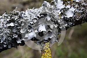 Foliose Lichen on woodland tree photo