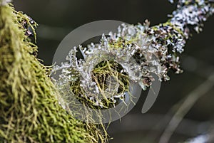 Foliose lichens