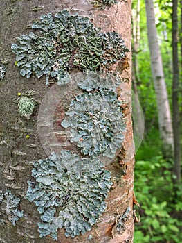 Foliose type lichen growing on tree bark in Aspen Parkland forest, Canada.