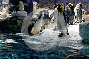 Folk of Gentoo penguins and King penguins at Osaka Aquarium Kaiyukan, Japan