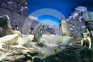 Folk of Gentoo penguins and King penguins at Osaka Aquarium Kaiyukan, Japan