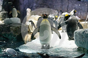 Folk of Gentoo penguins and King penguins at Osaka Aquarium Kaiyukan, Japan