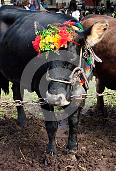 Folkloristic event with cows photo