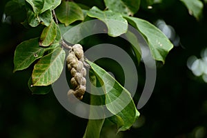 Follicle of magnolia denudata