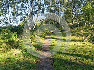 Follow a hillside path up through the Silver Birch trees