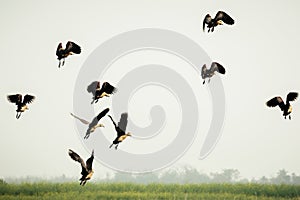 Follow the leader. A flock of Indian Cormorant birds in motion flying over lake. Sea Birds Flying in Nature. Bird migration.