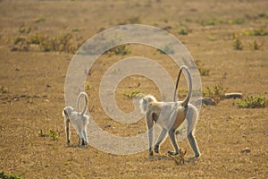 Follow the Leader: Gray Langur Mother and Baby