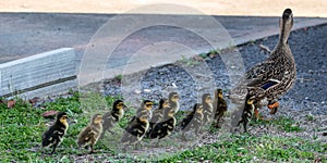 Follow the leader - Mallard mother duck and ducklings
