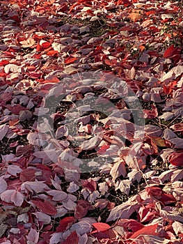 Follow Light or Dark