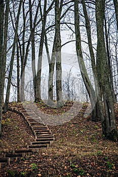 Follow the path  wooden path and stairs lead up in to the woods on a sunny day in autumn