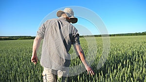 Follow to unrecognizable young farmer walking through the cereal field and touching green wheat ears on summer day
