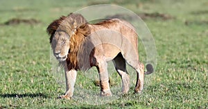 Following an African Male Lion Walking Forward
