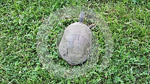 Following a Painted Turtle