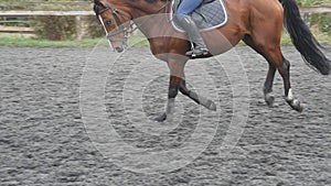 Following to horse running on the sand. Close up of stallion galloping on the wet muddy ground. Slow motion