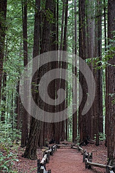 Following a trail in Armstrong Redwood Park. photo