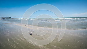 Folly beach charleston south carolina on atlantic ocean