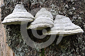 Fomes fomentarius