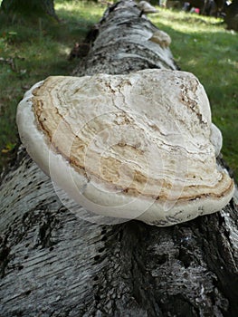 Fomes fomentarius