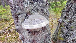 Fomes fomentarius, commonly known as the tinder fungus photo