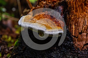 Fomes fomentarius, commonly known as the tinder fungus, false tinder fungus, hoof fungus, tinder conk, tinder polypore or ice man