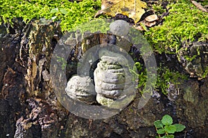 Fomes fomentarius - commonly known as the tinder fungus, false tinder fungus, hoof fungus, tinder conk, tinder polypore or ice man