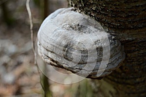 Tinder Fungus - Fomes fomentarius photo