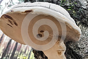 Fomes fomentarius mushroom in the forest close-up.