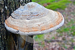 Fomes fomentarius mushroom