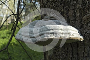 Fomes fomentarius mushroom on the trunk of an old poplar on a summer day