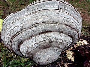 Fomes fomentarius
