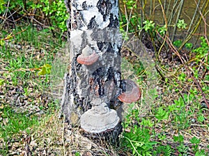 Fomes fomentarius tinder fungus on a birch trunk.