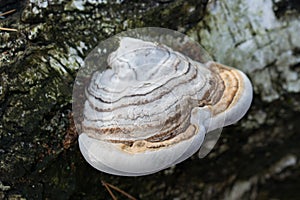 Fomes fomentarius,  tinder fungus on fallen birch tree selective focus