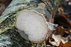 Fomes fomentarius,  tinder fungus on fallen birch tree selective focus