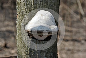 Fomes fomentarius tinder fungus, false tinder fungus, hoof fungus, tinder conk, tinder polypore, ice man fungus growing on trunk