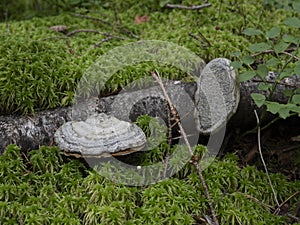 Fomes fomentarius tinder fungus fungal plant pathogen boreal forest macro