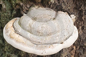 Fomes fomentarius , tinder fungus, hoof fungus, tinder conk, tin