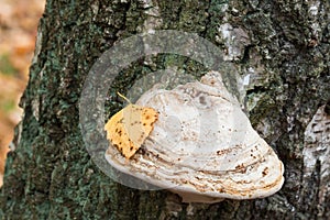 Fomes fomentarius,  tinder fungus on old birch tree selective focus