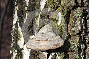 Fomes fomentarius,  tinder fungus on old birch tree selective focus