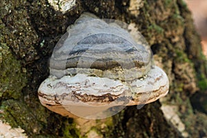 Fomes fomentarius,  tinder fungus on old birch tree selective focus